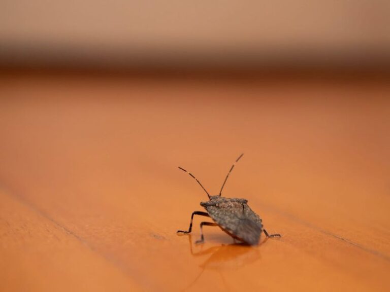 What It Really Means When Stink Bugs Start Slipping Into Your North Carolina Home As Fall Arrives