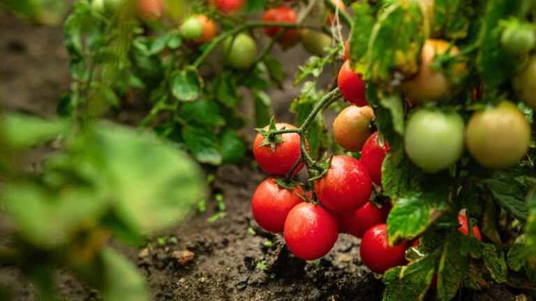 13 August Tomato Tips That Work Wonders (And 2 That Are A Total Waste Of Time)