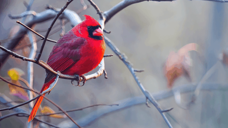 If You Want Cardinals Visiting Your Yard All Year, Start Doing These 5 Things