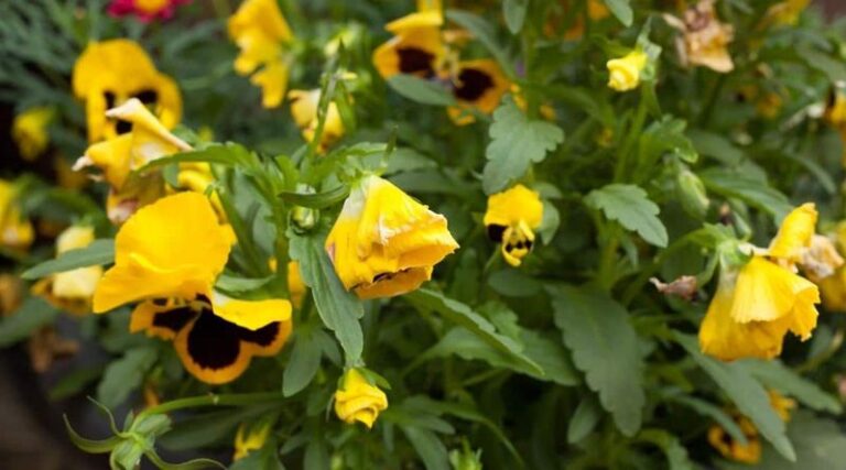 If Your Fall Pansies Grow Bushy Green Foliage But Only A Few Scattered Blooms, You Skipped One Deadheading Habit