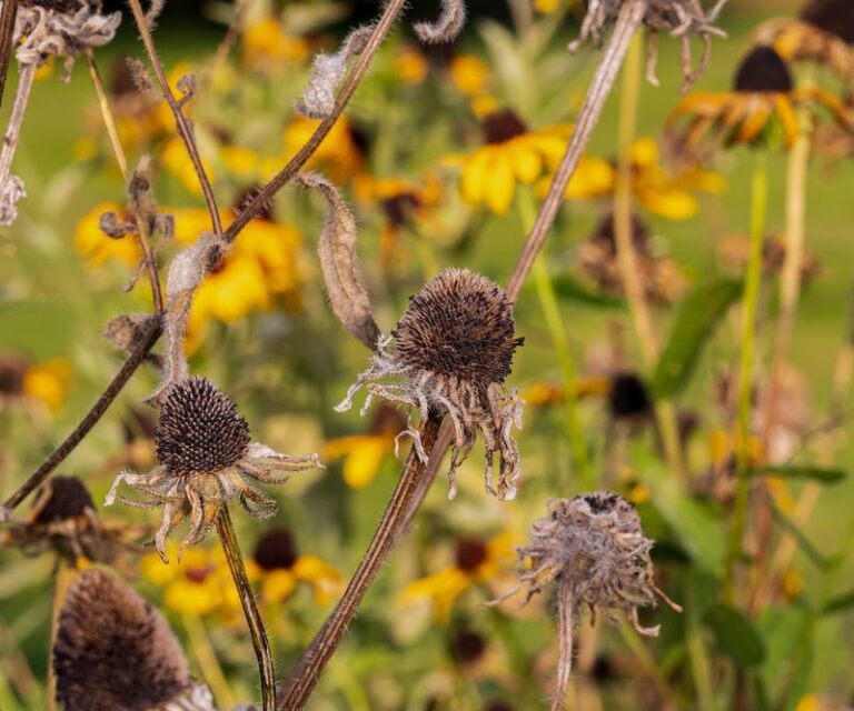 If You Want Free Black-Eyed Susans Next Year, Here Are 15 Steps To Save The Seeds (And Exactly When To Grab Them)
