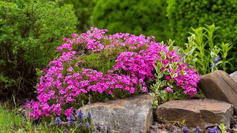 23 Tiny Perennials That Look Full-Grown By Next Summer And Crowd Out The Weeds For You
