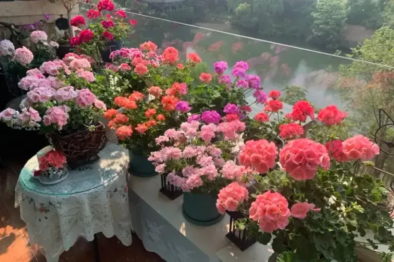 6 Space-Saving Tricks That Keep Potted Geraniums Blooming Far Longer