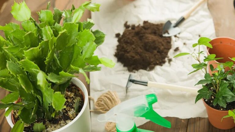 If Your Christmas Cactus Wilts And Goes Limp In Late Summer, Here Are 13 Reasons And The Reset Each One Needs