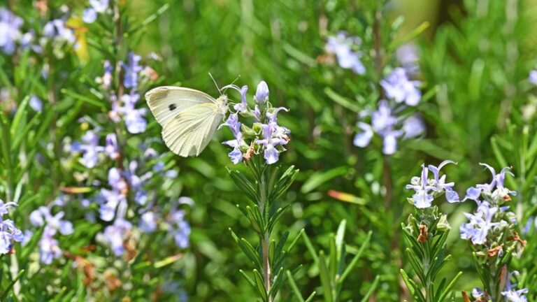 If Your Rosemary, Lavender, And Thyme Struggle Apart, Here’s Why They Thrive Planted Together