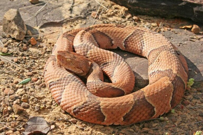 What It Really Means When A Copperhead Turns Up Along The Edge Of Your North Carolina Yard