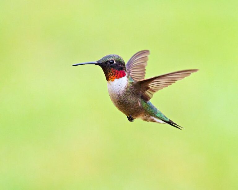 What It Really Means When A Ruby-Throated Hummingbird Keeps Returning To Your North Carolina Yard