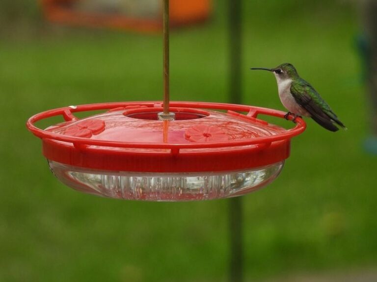 15 Smart Reasons A Saucer-Shaped Hummingbird Feeder Beats The One You’re Using