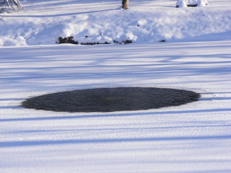 The One Thing North Carolina Garden Ponds Need Before Winter Or The Fish Won’t Make It Through