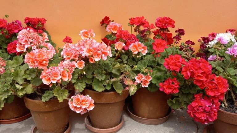 If Your Potted Geraniums Get Leggy And Bloom Less By Late Summer, One Feeding Habit Is Behind It
