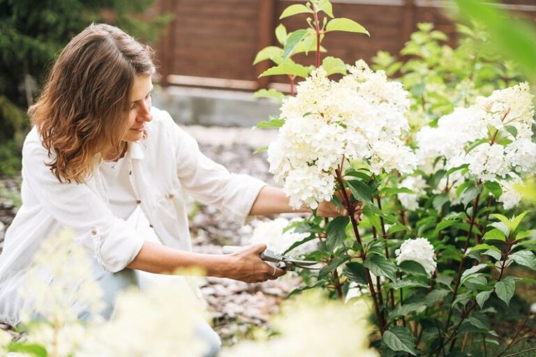 Why Your Hydrangeas Bloomed Weak This Year – And The Late-Summer Step That Protects Next Spring’s Buds