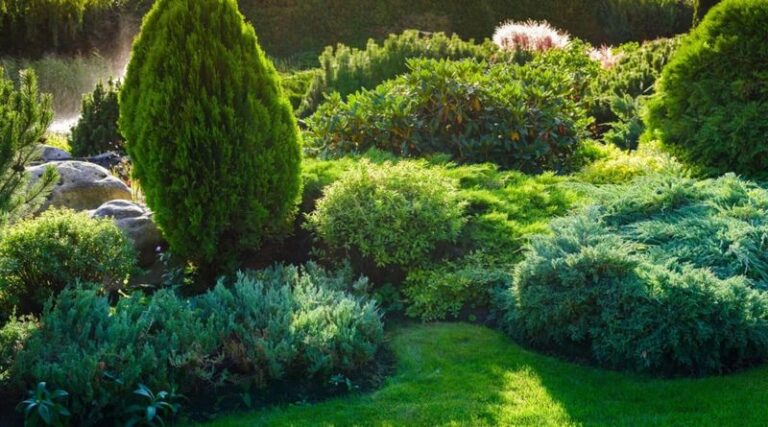 12 Fast-Growing Shrubs That Fill Awkward Yard Gaps Into Full, Green Spaces Fast