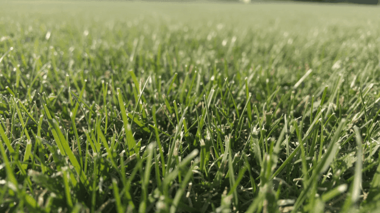 If Your Lawn Thins Out And Weeds Move In Every Fall, Your Mowing Height Is Quietly Working Against It