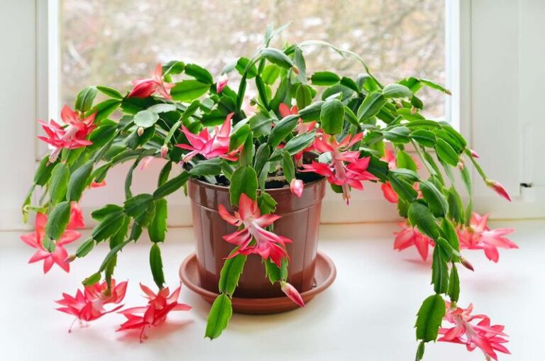 How To Care For Your Christmas Cactus In August So It’s Loaded With Buds By Winter