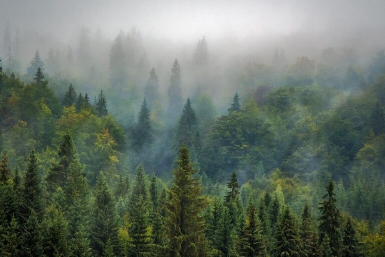 If A Walk Under Pines Leaves You Calmer Than Under Oaks, Here’s The Chemical Signal Each Tree Is Quietly Sending