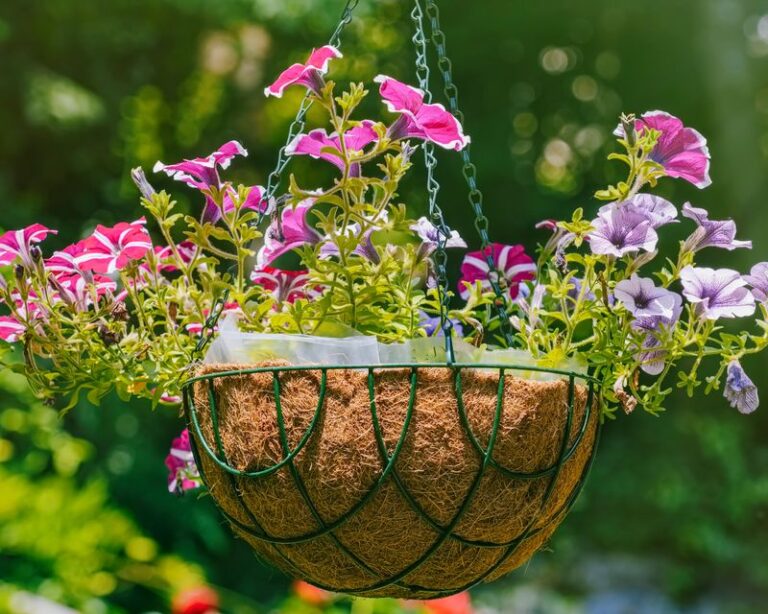 The One Setup Mistake That Dries Out Your Hanging Baskets – And How To Keep Them Moist