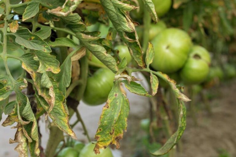 The One Thing North Carolina Tomatoes Need When The Lower Leaves Yellow Or The Plant Keeps Declining