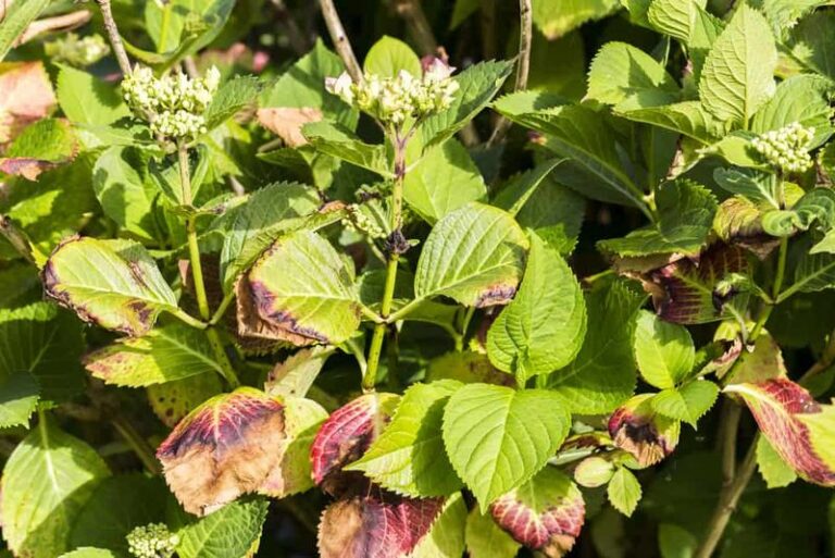 The One Thing North Carolina Hydrangeas Need In Late Summer Or The Brown Leaf Edges Take Over
