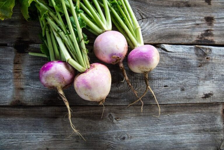 The Most Underrated Vegetable North Carolina Gardeners Direct Sow In September For One Of The Best Fall Harvests