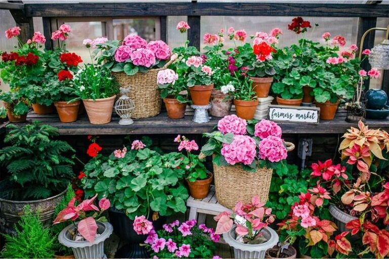 16 Fertilizer Tips That Make Your Potted Geraniums Explode With Bloom (Plus 2 That Never Fail)