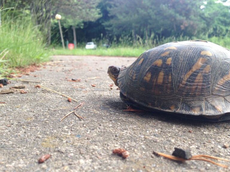 Why North Carolina Gardeners Generally Should Leave a Box Turtle Where They Find It