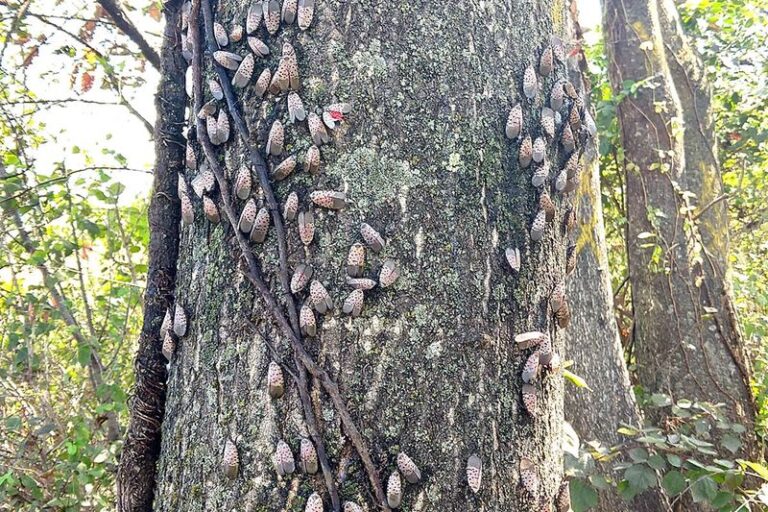 Tree-of-Heaven: The Invasive North Carolina Host Concentrating Spotted Lanternfly in Backyards This Fall