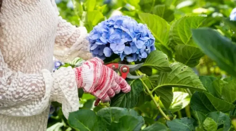 If Your Hydrangeas Grow Lush Green Leaves But Skip Every Bloom, One Fall Pruning Cut Is Erasing Next Year’s Flowers