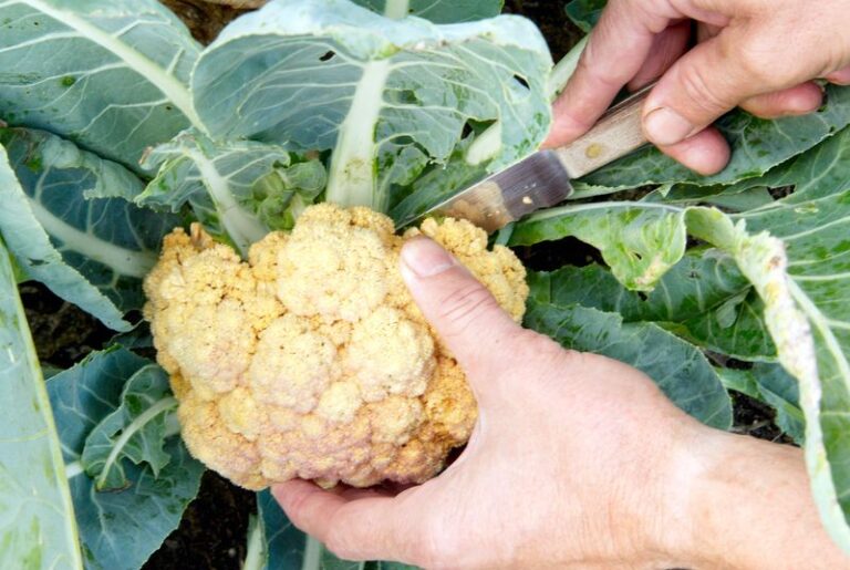 If Your Fall Cauliflower Grows Loose, Yellow Heads Instead Of Tight White Curds, You Skipped One Blanching Step