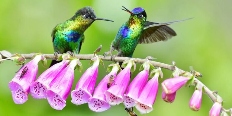 16 Fast-Growing Flowers To Plant Now That Hummingbirds Can’t Resist