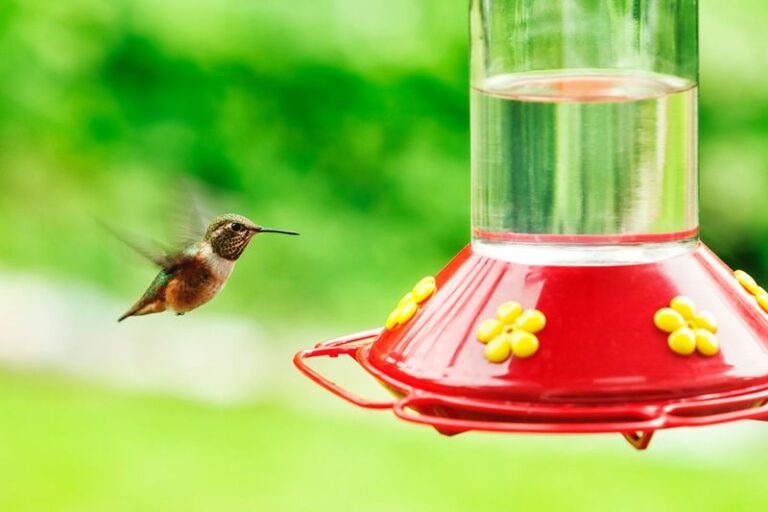 If Hummingbirds Zip Past Your Feeder Without Stopping, You’ve Probably Hung It In The Wrong Spot