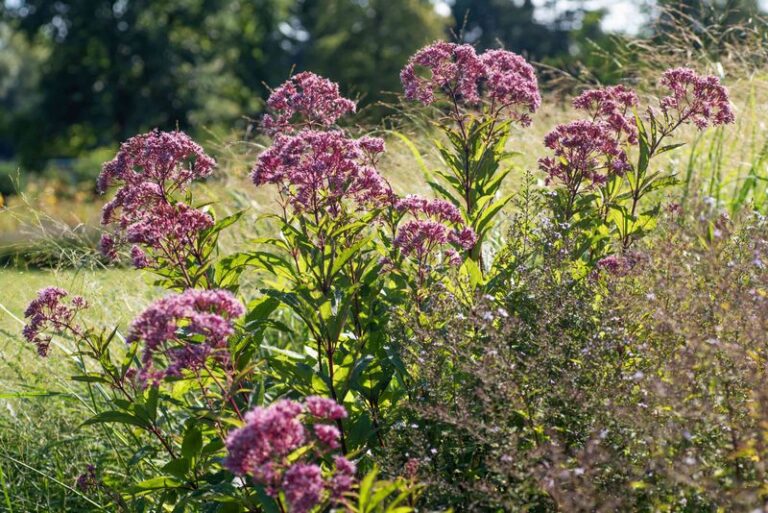 The North Carolina Plants That Still Need Water After Rain Or They Quietly Fade By Fall