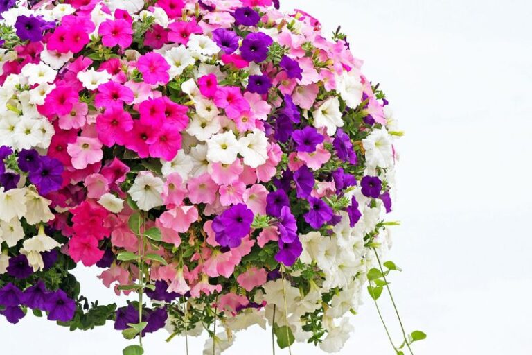If Your Petunias Watering Leaves Them Leggy And Weak, Here Are 13 Smarter Habits That Keep Them Bushy