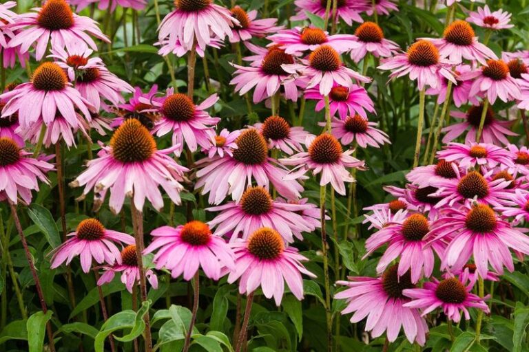 The Simple Habits North Carolina Gardeners Use To Keep The Same Coneflowers Coming Back Stronger Every Year