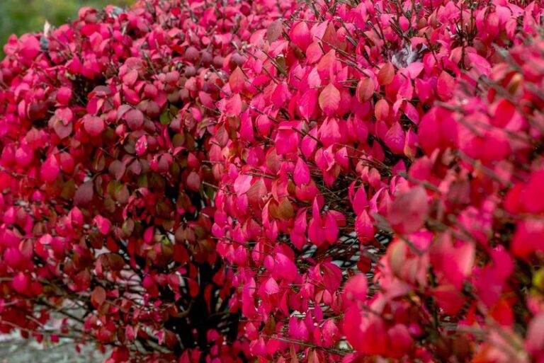 The Invasive Shrub Quietly Taking Over North Carolina Backyards That You Should Pull Before Fall Ends