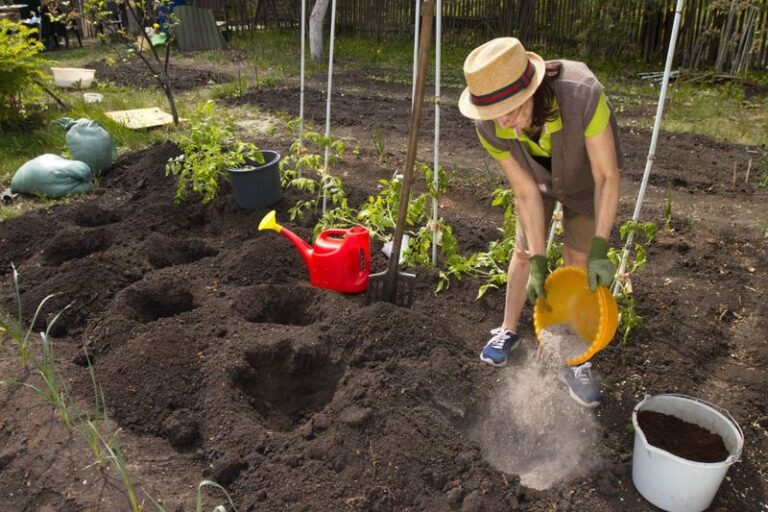 If Your Tomatoes Turn Out Small And Bland, Here Are 13 Things To Drop In The Planting Hole For The Juiciest Harvest Yet
