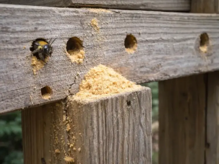 What It Really Means When A Carpenter Bee Keeps Hovering Around Your North Carolina Porch