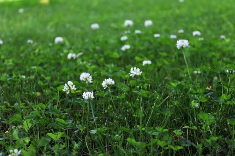 The Weed In North Carolina Lawns That Can Help Feed Pollinators Through Parts of Summer While You Try To Pull It