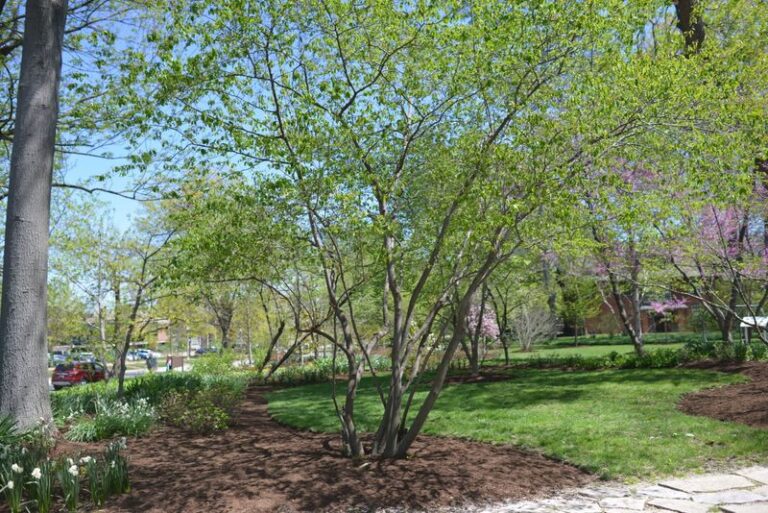 The Most Underrated North Carolina Native Tree For Small Yards That Puts On A Show From Spring Through Fall