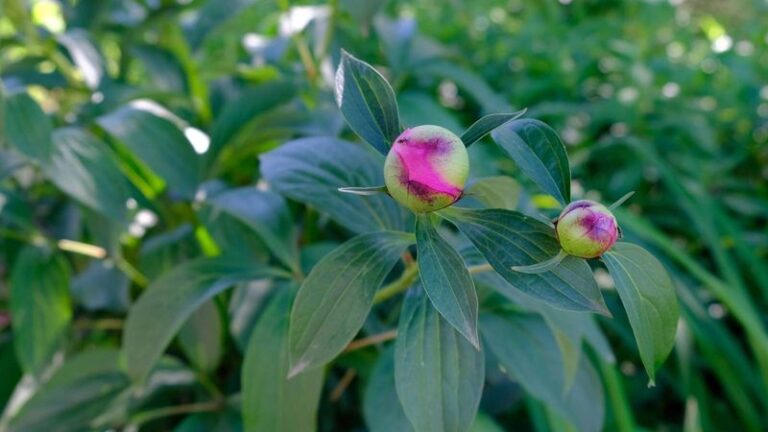 If Your Peonies Are Slow To Open, Here Are 9 Simple Tricks That Speed Up The Blooms