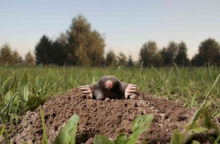 If Moles Are Tunneling Ridges Across Your Lawn, Here Are 12 Strong Smells That Send Them Packing