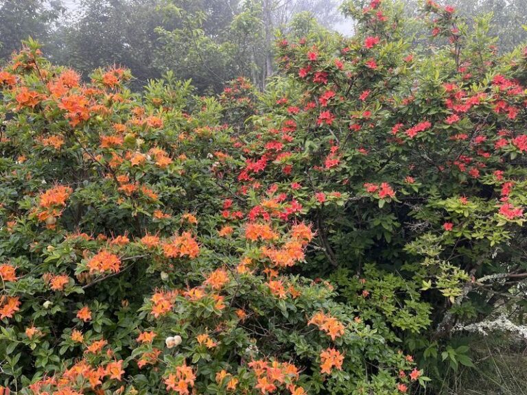 The Places North Carolina Gardeners Should Never Plant Azaleas Or They Slowly Struggle No Matter What You Do