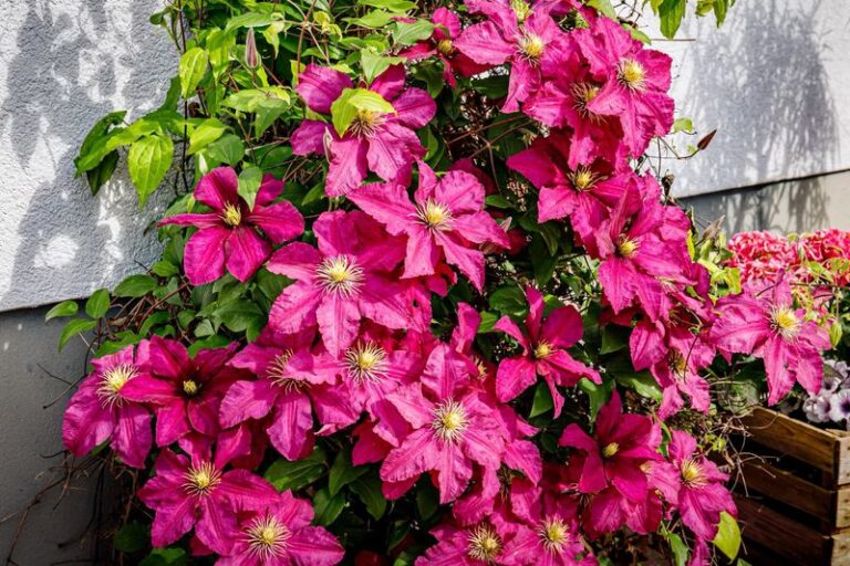 7 Real Reasons Your Clematis Won’t Bloom (And Exactly How To Fix Each One)