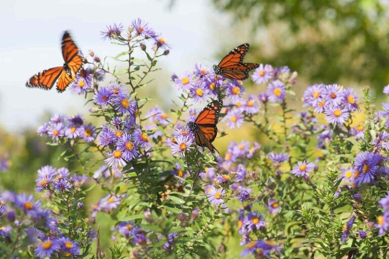 If You Want Butterflies To Stay And Not Just Pass Through, Here Are 8 Things That Make Your Garden Irresistible