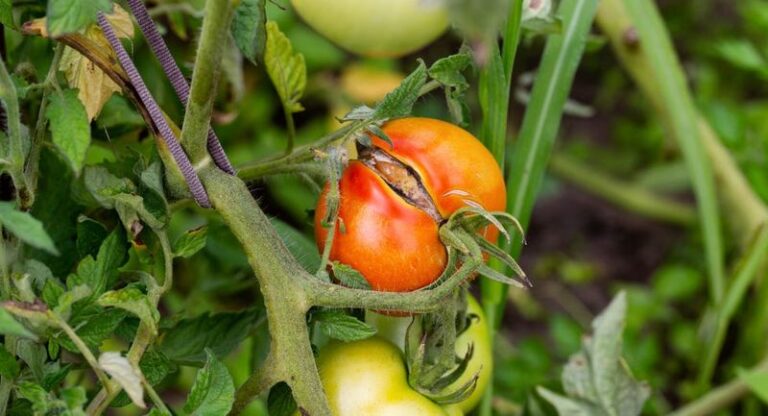 The One Watering Mistake That’s Splitting Your Tomatoes Right Before Harvest