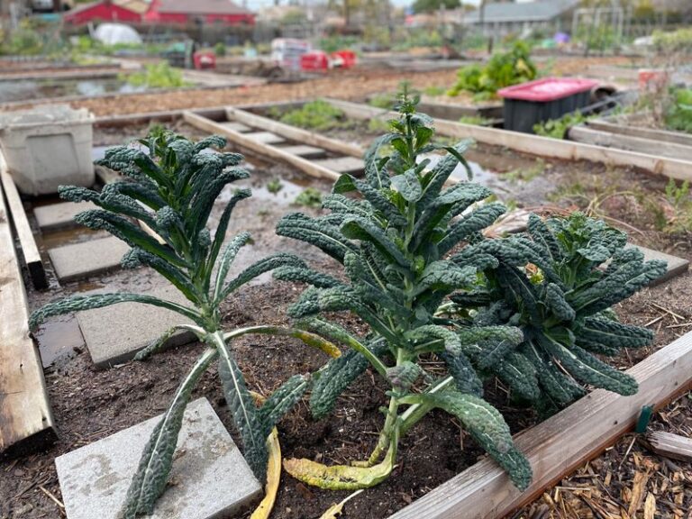 If Your Fall Kale Grows Tall And Leggy But Only Thin, Sparse Leaves, You Skipped One Pinching Step