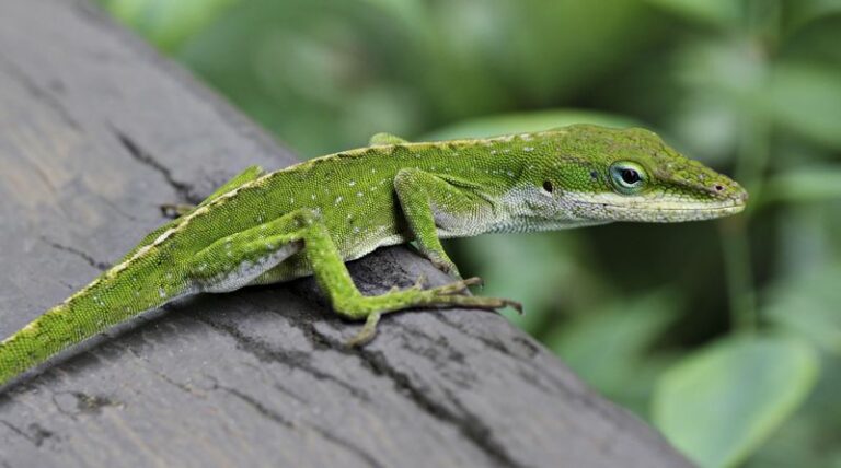 What It Really Means When A Green Anole Turns Bright Brown On Your North Carolina Fence