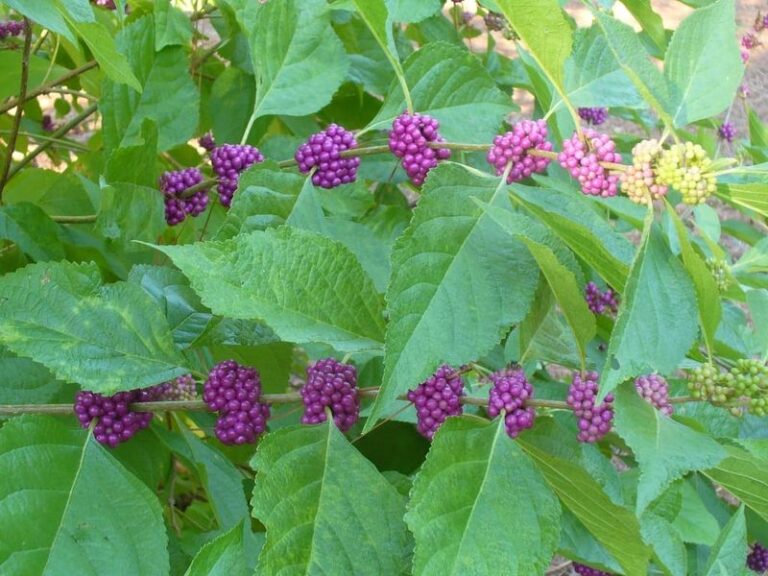 The Most Underrated North Carolina Native Shrub That Fills Your Fall Garden When Everything Else Fades