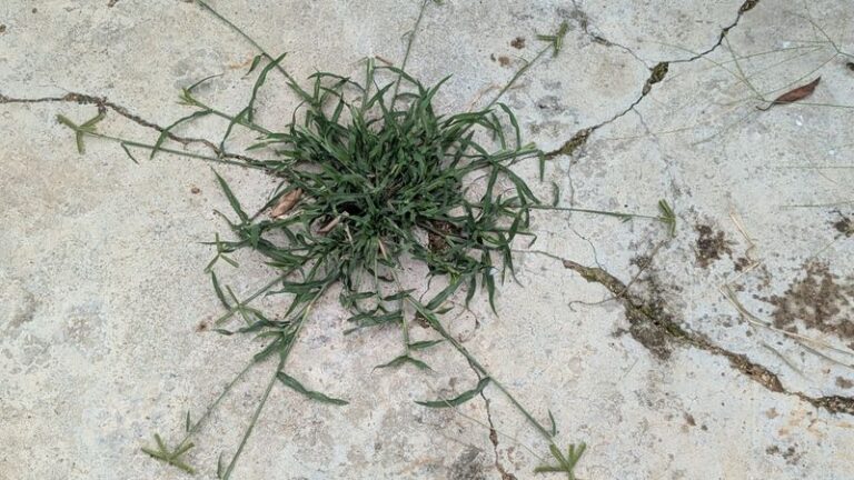 If Crabgrass Keeps Creeping Into Your Lawn, Here’s The One Thing You Already Own That Stops It