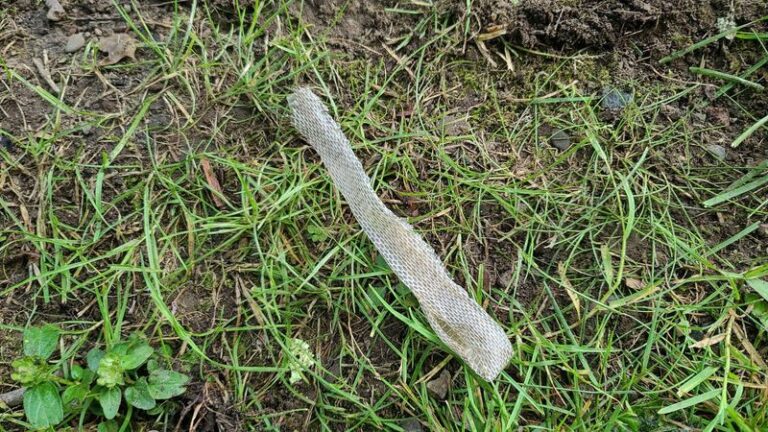 If These 16 Signs Show Up In Your Yard, Snakes Already Feel At Home Near Your House