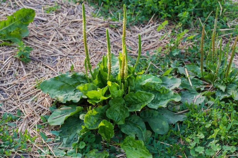 What The Weeds Coming Back In Your North Carolina Beds Are Really Telling You About Your Soil